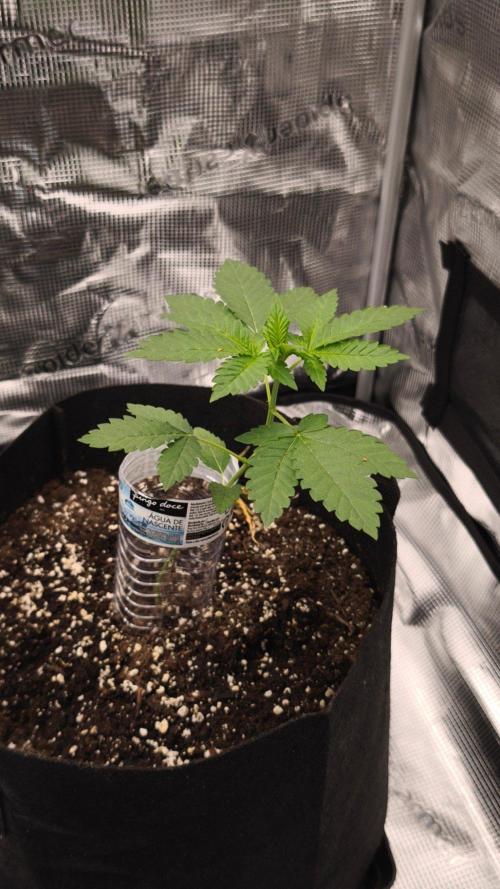 SSSC@GreenPapaya. Week 2