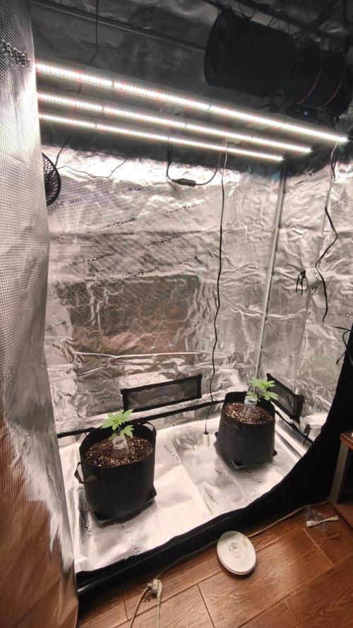 SSSC@GreenPapaya. Week 2