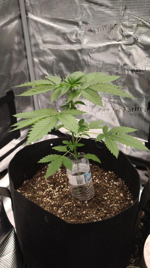 GanjaFarmer@Gorilla GG4. Week 3
