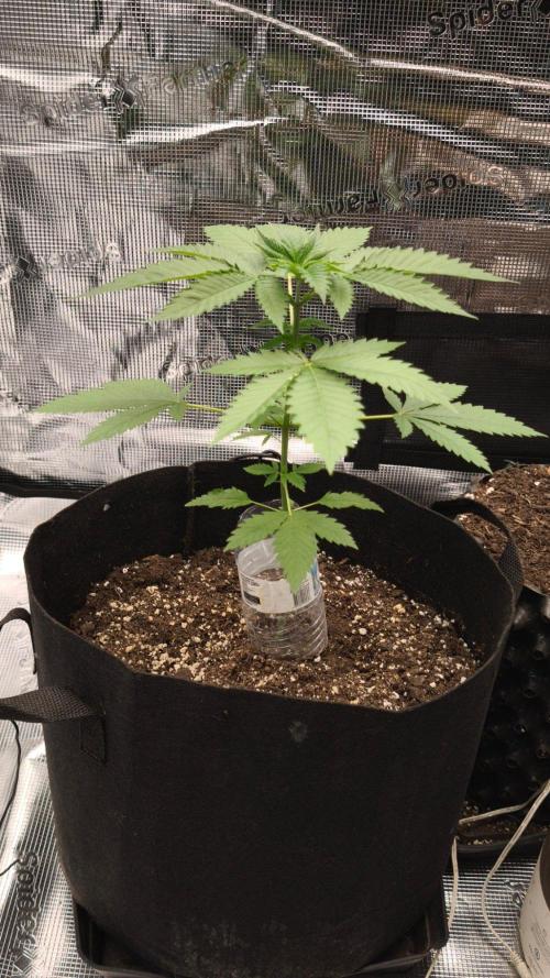 GanjaFarmer@Gorilla GG4. Week 3
