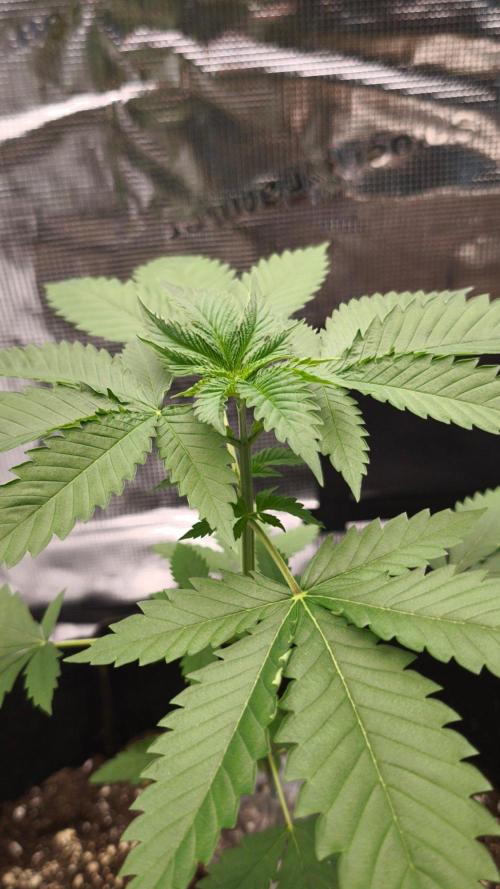 GanjaFarmer@Gorilla GG4. Week 3