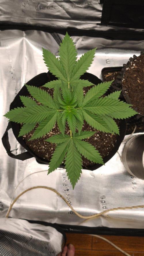 Gorilla GG4. Week 3