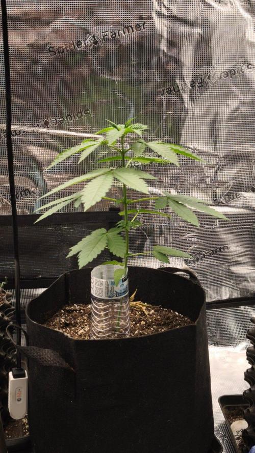 SSSC@GreenPapaya. Week 3