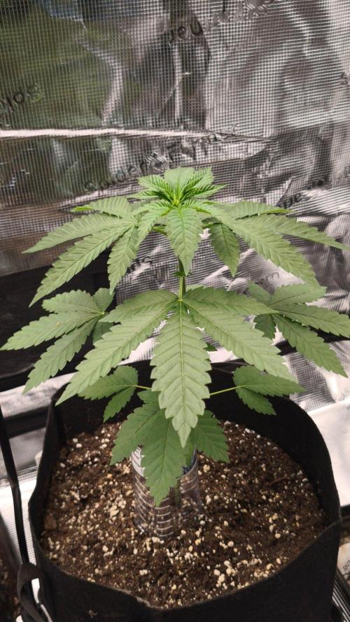 SSSC@GreenPapaya. Week 3