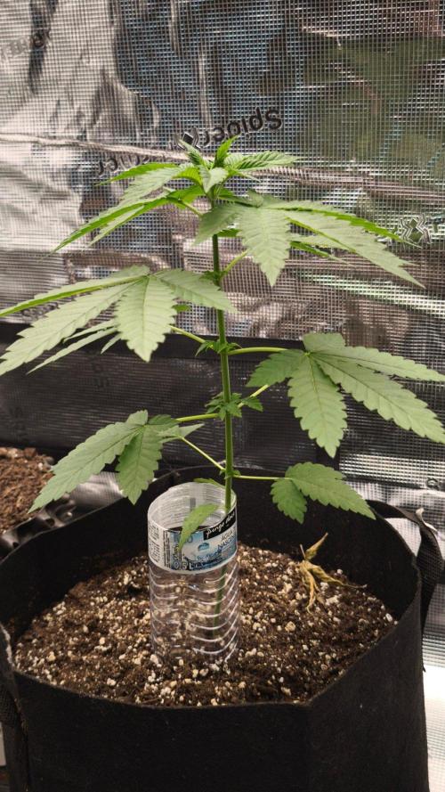 SSSC@GreenPapaya. Week 3