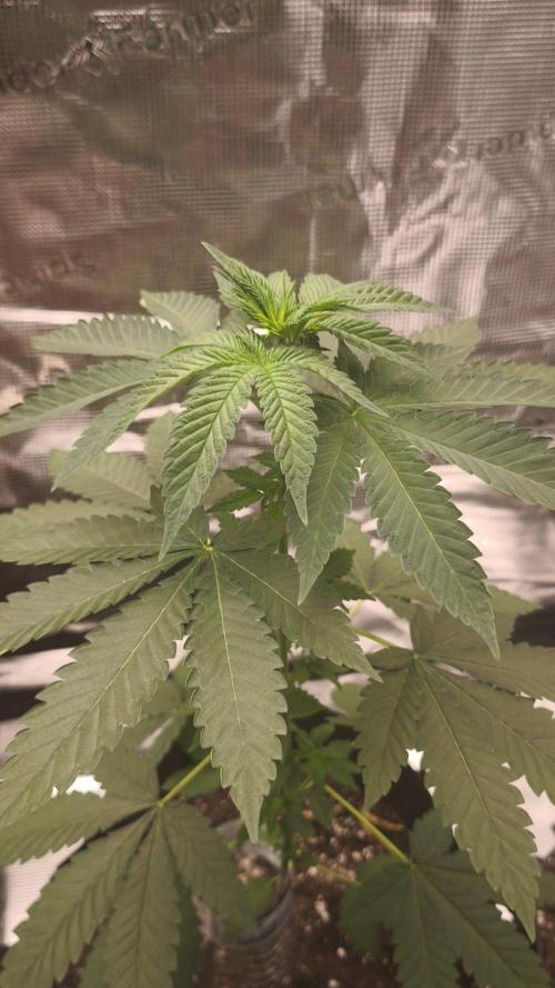 SSSC@GreenPapaya. Week 4