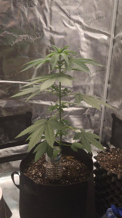 SSSC@GreenPapaya. Week 4