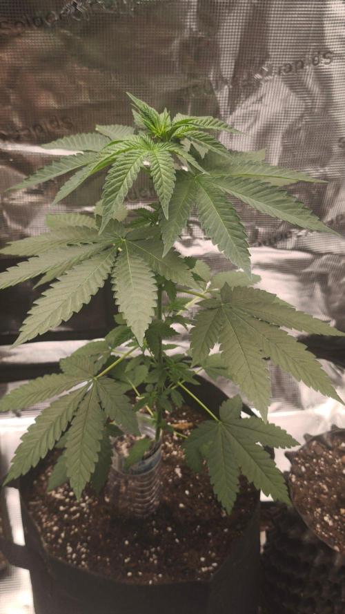 SSSC@GreenPapaya. Week 4