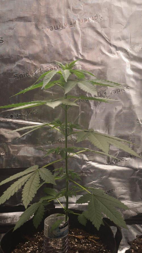 Green Papaya. Week 4
