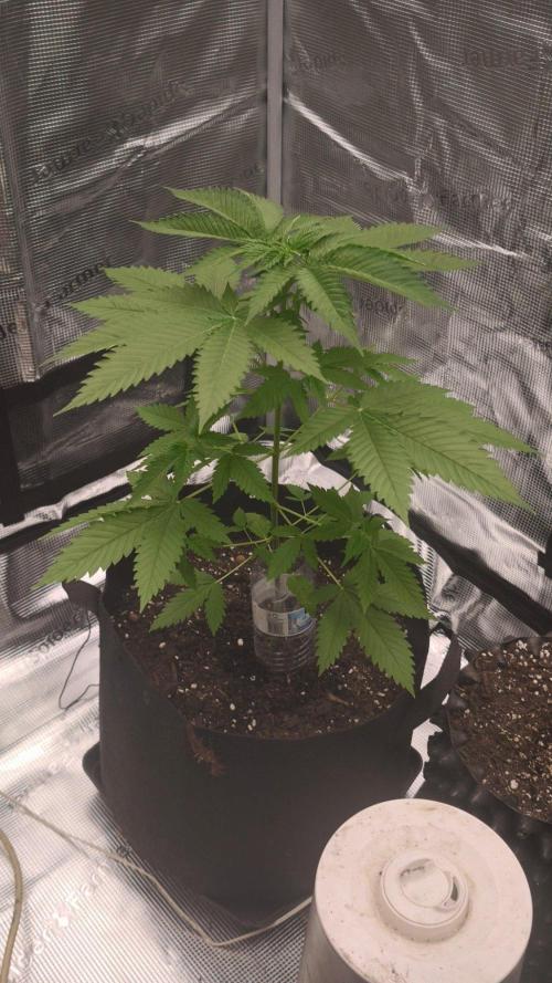 GanjaFarmer@Gorilla GG4. Week 4