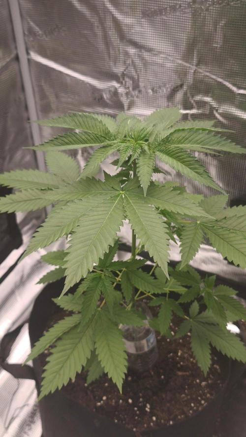 GanjaFarmer@Gorilla GG4. Week 4