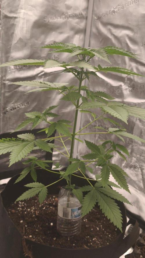 GanjaFarmer@Gorilla GG4. Week 4