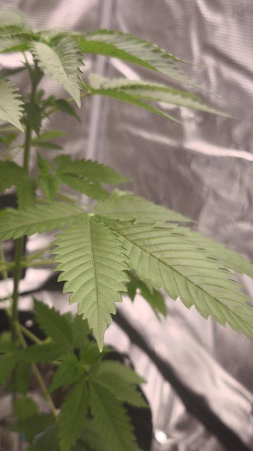 GanjaFarmer@Gorilla GG4. Week 4