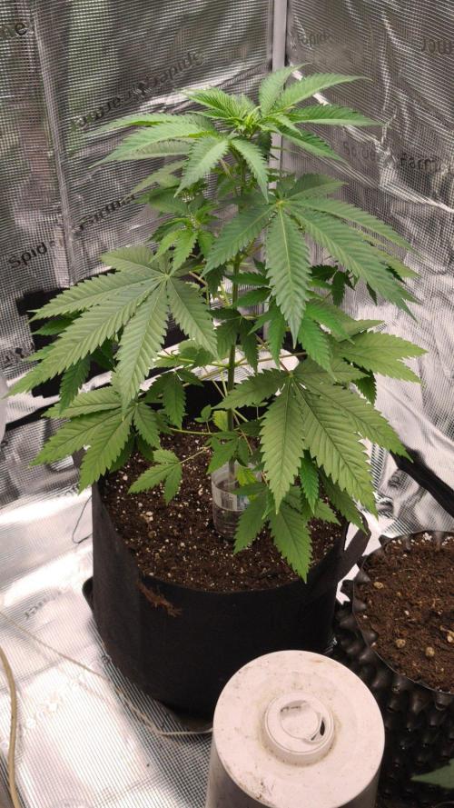 GanjaFarmer@Gorilla GG4. Week 5