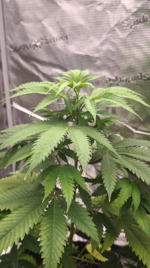 Gorilla GG4. Week 6