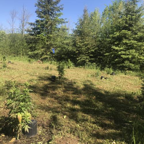 The garden of weeden . Week 1