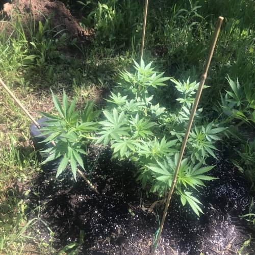 The garden of weeden . Week 1 - Low stress training for the Moby Dick