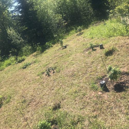 The garden of weeden . Week 1