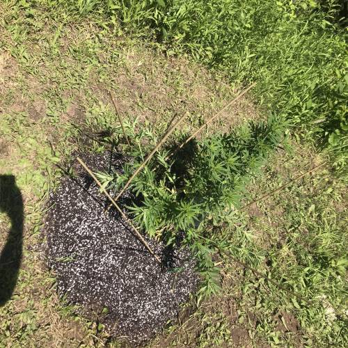 The garden of weeden . Week 1