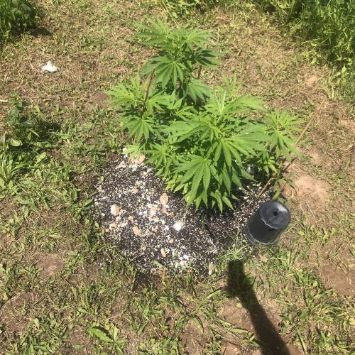 The garden of weeden . Week 1