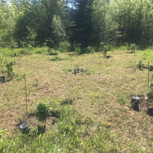 The garden of weeden . Week 1