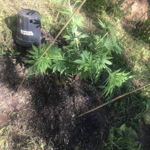 The garden of weeden . Week 1