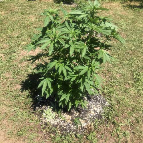 The garden of weeden . Week 1 - Sky walker kush reserva privada 