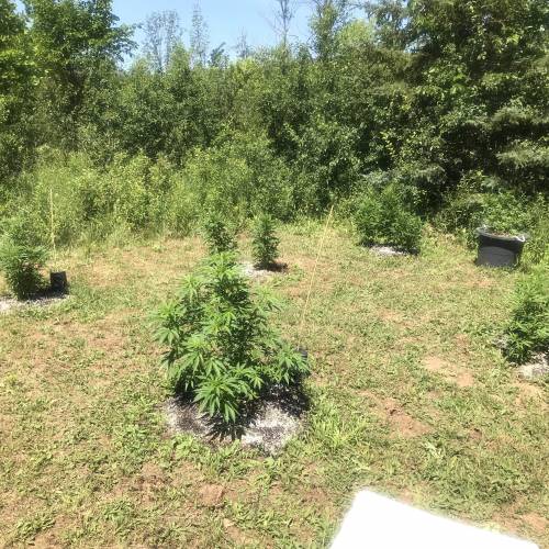 The garden of weeden . Week 1 - Couple days of sunshine and the ladies are absolutely loving it. Along with a daily feeding of compost tea 