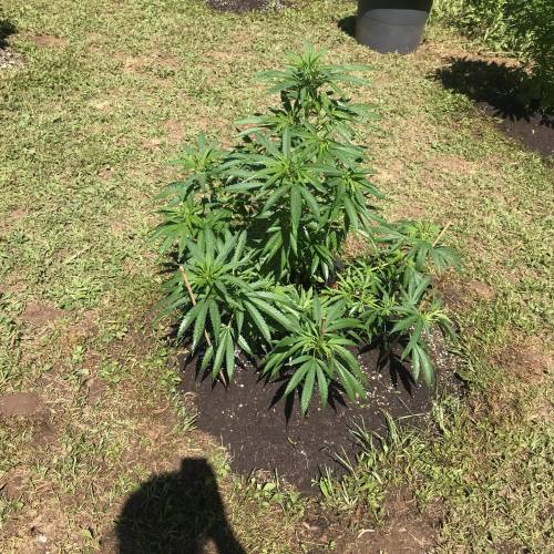 The garden of weeden . Week 3