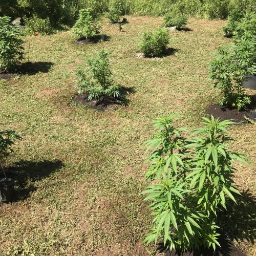 The garden of weeden . Week 3