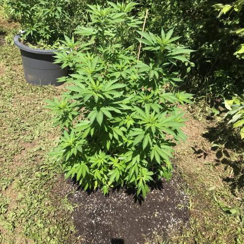 The garden of weeden . Week 3 - Skywalker