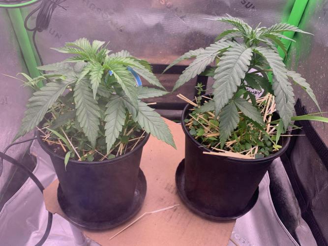 R11: Purple Ghost Candy. Week 4 - 10/26/25