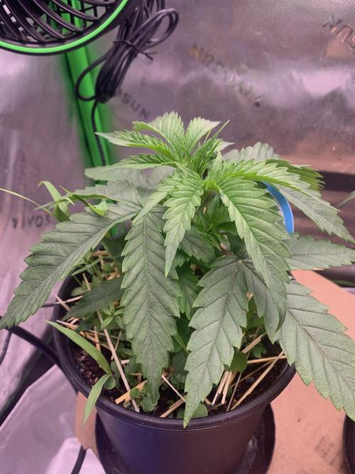 R11: Purple Ghost Candy. Week 4 - 10/26/25