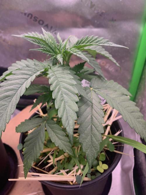 R11: Purple Ghost Candy. Week 4 - 10/26/25