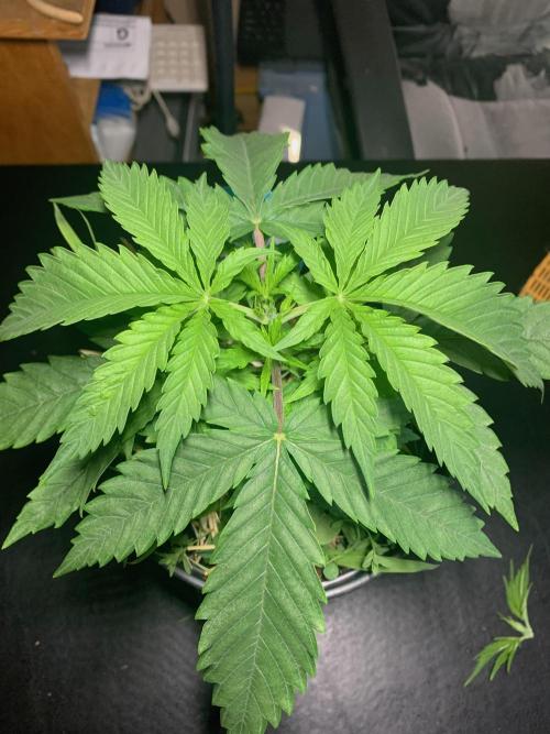 R11: Purple Ghost Candy. Week 4 - 10/27/25 - #1 Topped