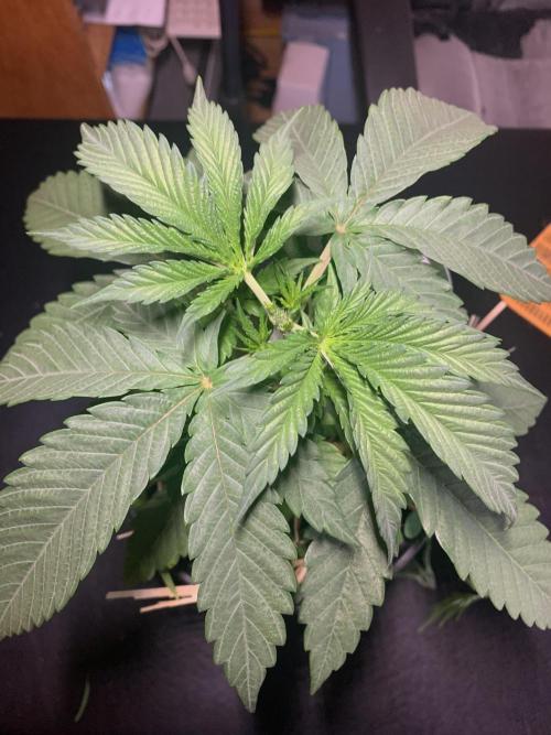 R11: Purple Ghost Candy. Week 4 - 10/27/25 - #2 Topped