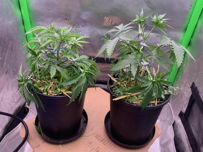 R11: Purple Ghost Candy. Week 5 - 11/2/25