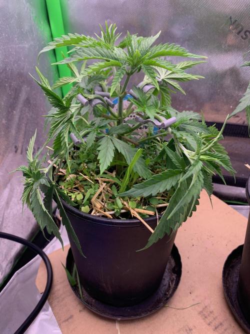 R11: Purple Ghost Candy. Week 5 - 11/2/25