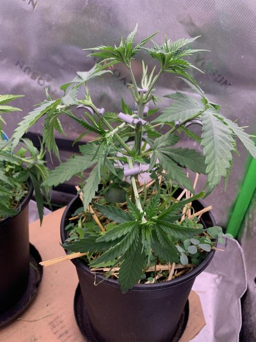 R11: Purple Ghost Candy. Week 5 - 11/2/25