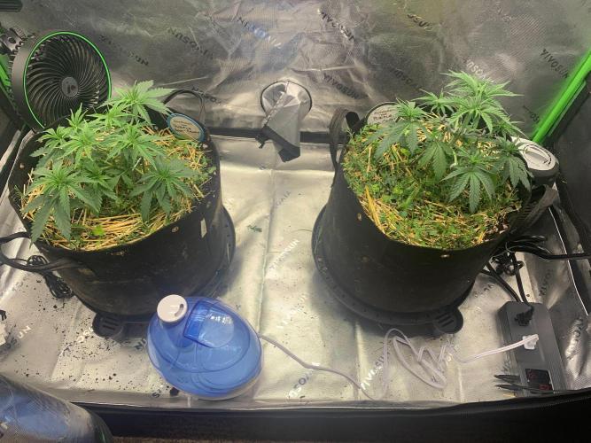 R11: Purple Ghost Candy. Week 5 - 11/5/25