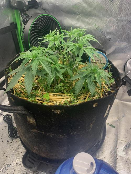 R11: Purple Ghost Candy. Week 5 - 11/5/25