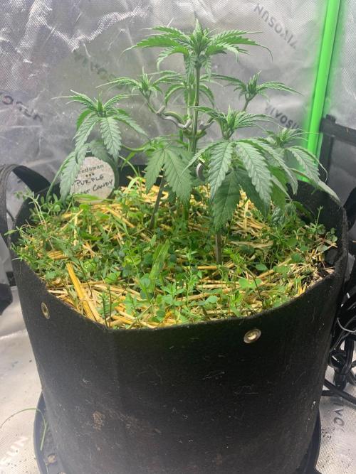 R11: Purple Ghost Candy. Week 5 - 11/5/25