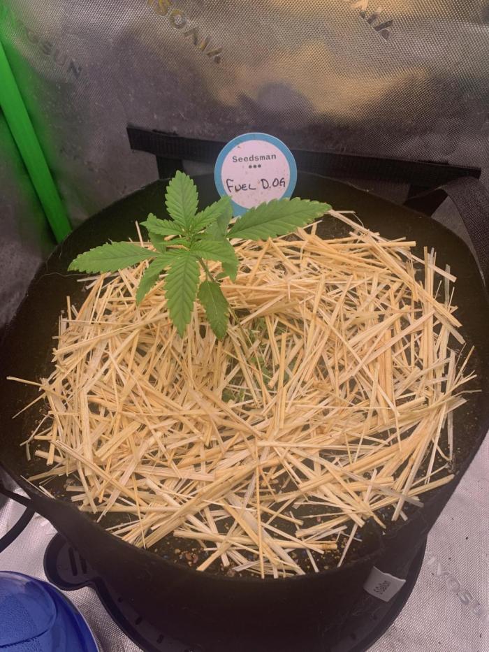 R12: Fuel DOG. Week 3