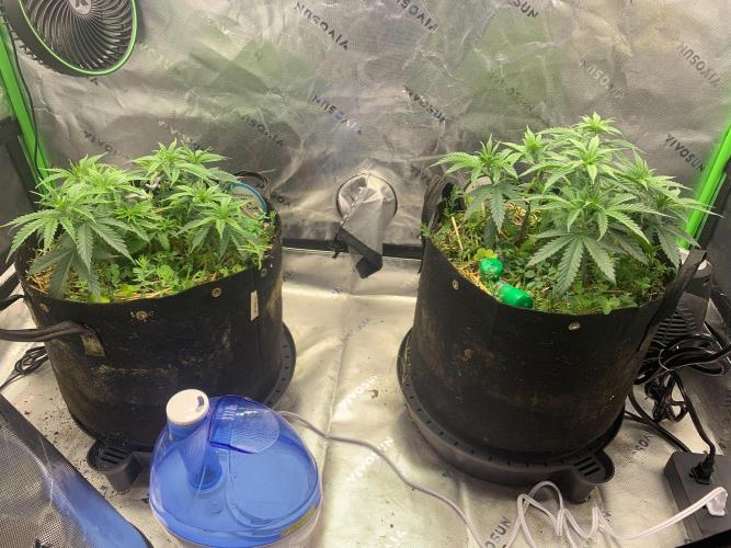 R11: Purple Ghost Candy. Week 6 - 11/9/25