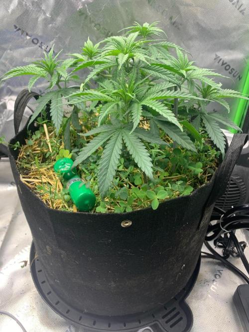 R11: Purple Ghost Candy. Week 6 - 11/8/25