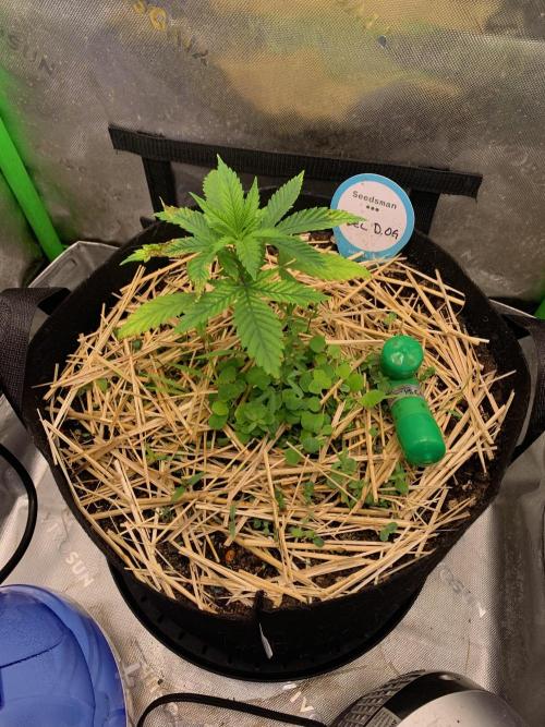 R12: Fuel DOG. Week 4 - 11/14/25