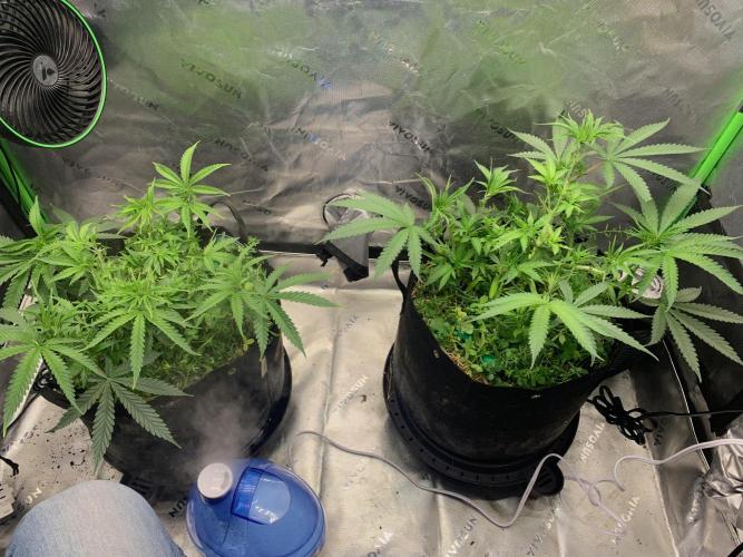 R11: Purple Ghost Candy. Week 7 - 11/16/25