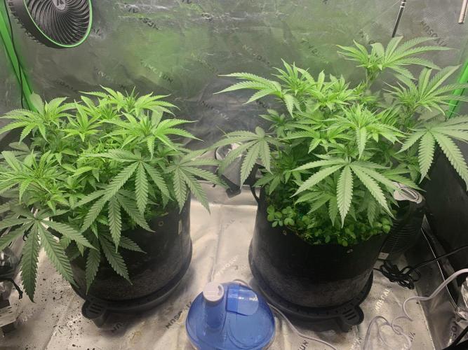 R11: Purple Ghost Candy. Week 7 - 11/20/25