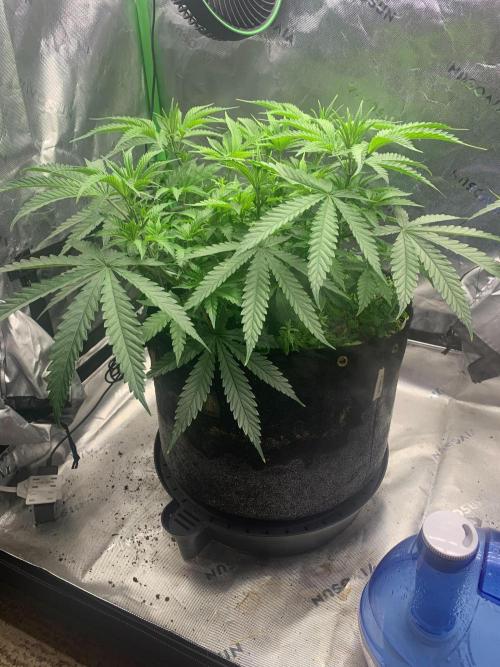 R11: Purple Ghost Candy. Week 7 - 11/20/25