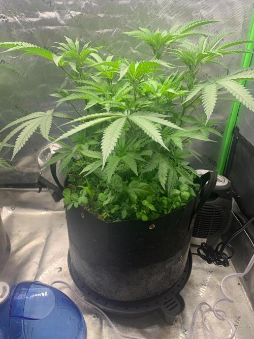 R11: Purple Ghost Candy. Week 7 - 11/20/25